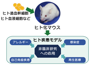 ヒト疾患モデル研究室