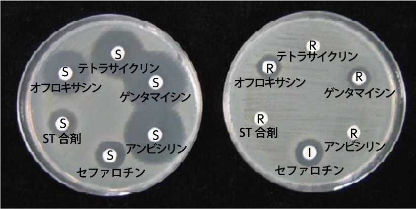 微生物株を用いた各種試験