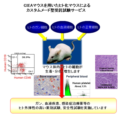 CIEAマウスを用いたヒト化マウスによるカスタムメード型受託試験サービス