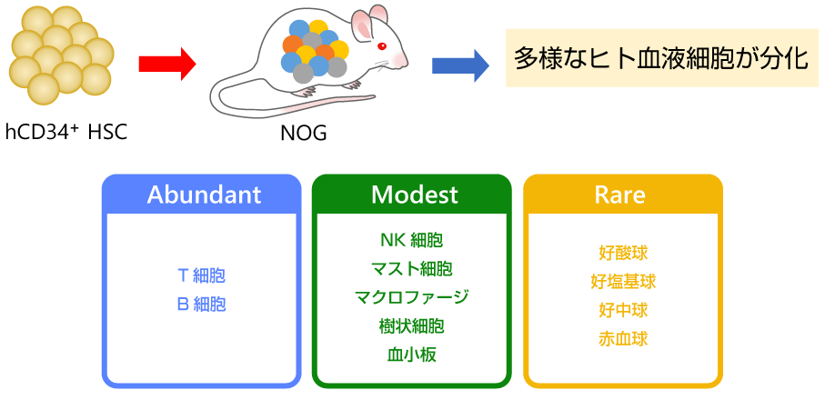 ヒト造血幹細胞移植モデル