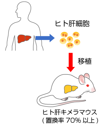 ヒト肝キメラマウス