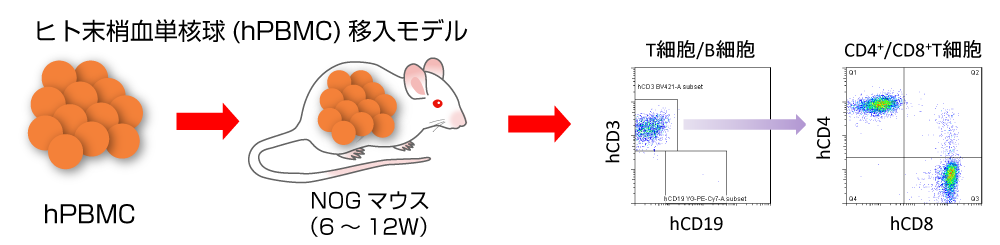 ヒト末梢血単核優球(hPBMC)移入モデル